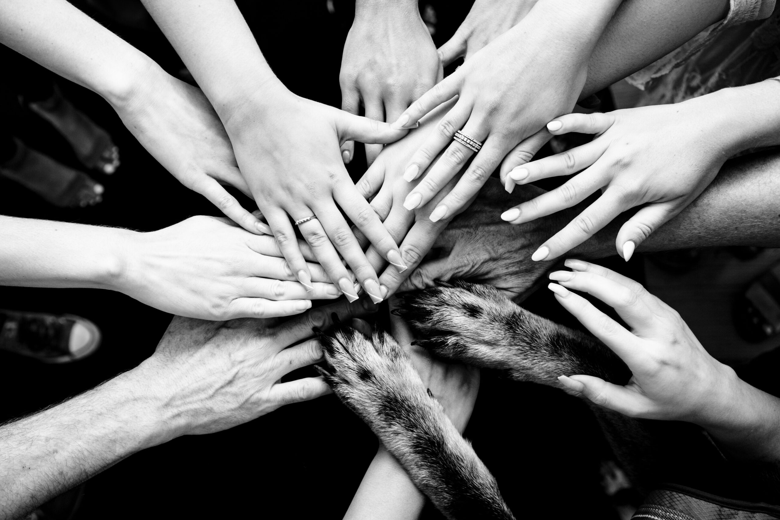 Teamwork and Dog Friendly at American Hairlines Bethlehem Hair Salon